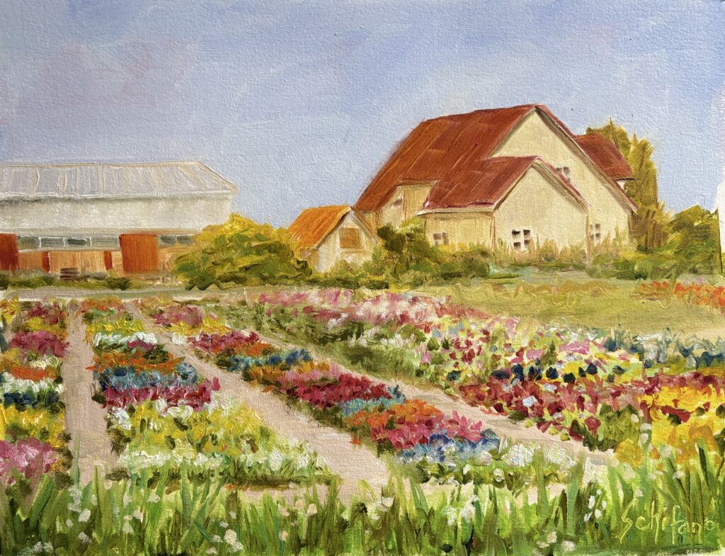 Dutch tulips field